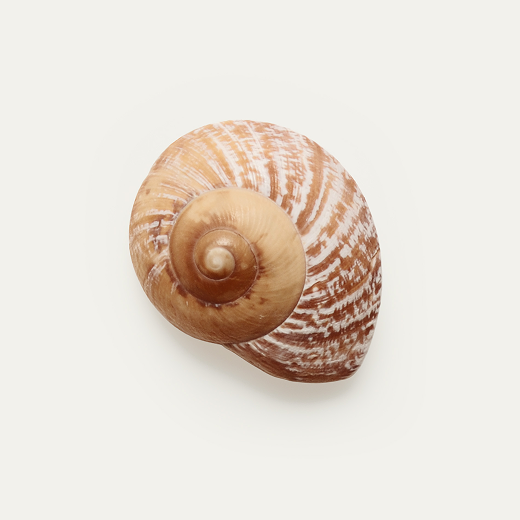 Photo of shell