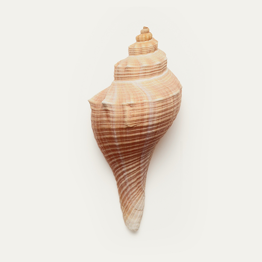 Photo of shell
