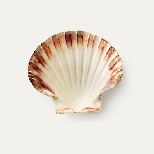 Scallop Shell